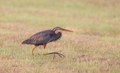 Vanochtend vroeg bezig geweest met het vastleggen van de purperreiger. Wilde graag een foto waarop de poten goed zichtbaar zijn. Als het ene slootje niet aantrekkelijk is gaat het in gestrekte draf naar een ander slootje. Het gras was net gemaaid , zodat de de poot goed zichtbaar was.