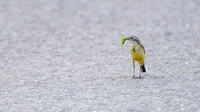 Een asfaltweggetje midden in een natuurgebied. Dat kan dus een desolaat plaatje opleveren. Deze Gele Kwikstaart komt er echter niets tekort. En ik ook niet, want de plek waar deze foto is gemaakt is het tegenovergestelde van wat de foto doet vermoeden.