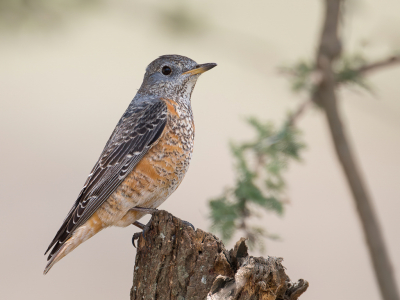 <i class='fa fa-user'></i> Paul van Giersbergen |   Rode Rotslijster  <i class='fa fa-eye'> 248</i>  <i class='fa fa-thumbs-up'> 5</i>   <i class='fa fa-comment-o'> 3</i>