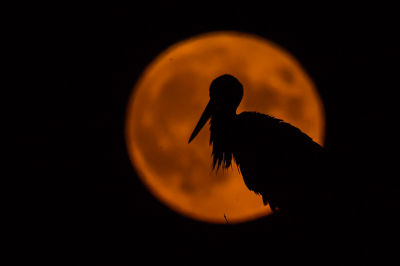 <i class='fa fa-user'></i> Vincent Vuik |   Ooievaar  <i class='fa fa-eye'> 264</i>  <i class='fa fa-thumbs-up'> 19</i>   <i class='fa fa-comment-o'> 21</i>