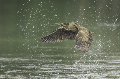 <i class='fa fa-user'></i> Rene Sluimer |   Roerdomp  <i class='fa fa-eye'> 446</i>  <i class='fa fa-thumbs-up'> 41</i>   <i class='fa fa-comment-o'> 18</i>