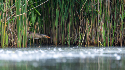 <i class='fa fa-user'></i> kevinhollmann |   Woudaap  <i class='fa fa-eye'> 329</i>  <i class='fa fa-thumbs-up'> 5</i>   <i class='fa fa-comment-o'> 7</i>