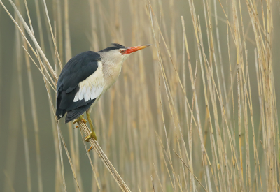 <i class='fa fa-user'></i> thijsglastra |   Woudaap  <i class='fa fa-eye'> 622</i>  <i class='fa fa-thumbs-up'> 43</i>   <i class='fa fa-comment-o'> 24</i>