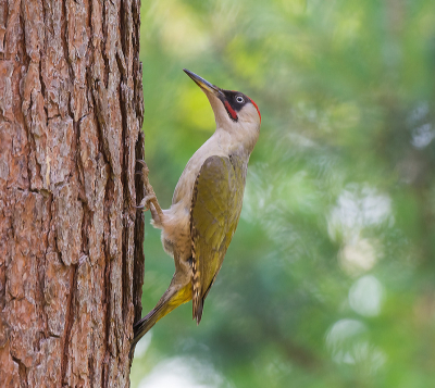 <i class='fa fa-user'></i> Geerie |   Groene Specht  <i class='fa fa-eye'> 334</i>  <i class='fa fa-thumbs-up'> 10</i>   <i class='fa fa-comment-o'> 8</i>