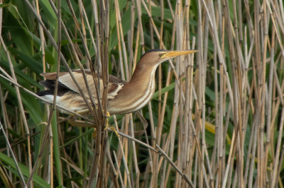 <i class='fa fa-user'></i> Marcel van der Tol |   Woudaap  <i class='fa fa-eye'> 329</i>  <i class='fa fa-thumbs-up'> 12</i>   <i class='fa fa-comment-o'> 11</i>
