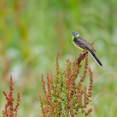 De gele kwikstaart met de knokige knietjes uit mijn vorige post, dertig seconden eerder. Weinig desolaat. Eerder een eigenwijze, alerte vogel. Met prooi en een waarschuwende blik.