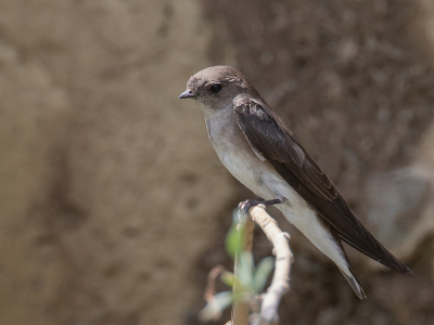 <i class='fa fa-user'></i> Paul van Giersbergen |   Vale Oeverzwaluw  <i class='fa fa-eye'> 124</i>   <i class='fa fa-comment-o'> 1</i>