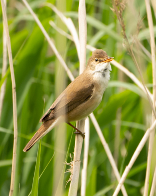 Foto gemaakt op de Golfbaan Het Woold in Asten.
Dit jaar op drie plaatsen op de golfbaan Grote Karekiet gespot. Tevens op een locatie een nestje met jongen
