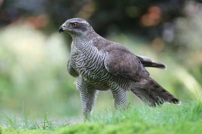 Vanuit een hut.
Even de adem inhouden als deze havik vlak voor je landt.
Wat een indrukwekkende vogel en wat een enorme kracht uitstraalt hij of zij uit!
Ik had het moment niet graag willen missen. Mijn dag kon niet meer stuk.