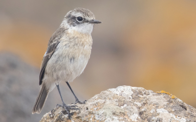 Crop van https://www.birdpix.nl/album_page.php?pic_id=511347&recent=1 n.a.v. commentaar