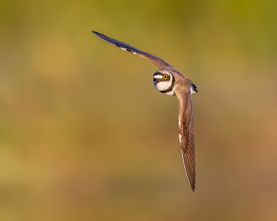 <i class='fa fa-user'></i> Katoo |   Kleine Plevier  <i class='fa fa-eye'> 305</i>  <i class='fa fa-thumbs-up'> 15</i>   <i class='fa fa-comment-o'> 11</i>