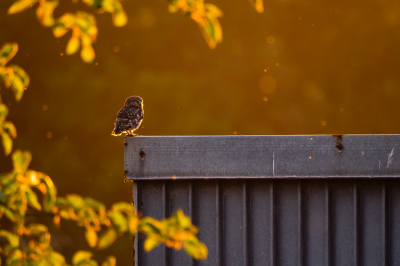 <i class='fa fa-user'></i> Vincent Vuik |   Steenuil  <i class='fa fa-eye'> 270</i>  <i class='fa fa-thumbs-up'> 14</i>   <i class='fa fa-comment-o'> 14</i>