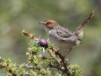 <i class='fa fa-user'></i> Paul van Giersbergen |   Lynes' Graszanger  <i class='fa fa-eye'> 146</i>  <i class='fa fa-thumbs-up'> 5</i>   <i class='fa fa-comment-o'> 3</i>