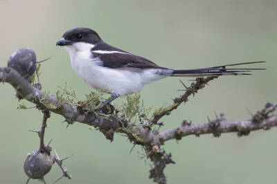 <i class='fa fa-user'></i> Paul van Giersbergen |   Noordelijke Gekraagde Klauwier  <i class='fa fa-eye'> 226</i>  <i class='fa fa-thumbs-up'> 13</i>   <i class='fa fa-comment-o'> 7</i>