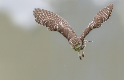 <i class='fa fa-user'></i> Hans Overduin |   Steenuil  <i class='fa fa-eye'> 397</i>  <i class='fa fa-thumbs-up'> 35</i>   <i class='fa fa-comment-o'> 20</i>