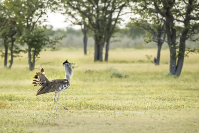 <i class='fa fa-user'></i> Bert Ooms |   Koritrap  <i class='fa fa-eye'> 309</i>  <i class='fa fa-thumbs-up'> 9</i>   <i class='fa fa-comment-o'> 10</i>