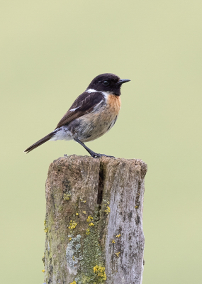 Ik zie de roodborsttapuit regelmatig op de Kunderberg in Voerendaal, vandaag zat hij redelijk dichtbij op een paaltje en kon ik een paar foto's maken.

Gr Huub