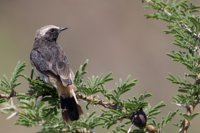 <i class='fa fa-user'></i> Paul van Giersbergen |   Rppells Tapuit  <i class='fa fa-eye'> 145</i>  <i class='fa fa-thumbs-up'> 3</i>   <i class='fa fa-comment-o'> 2</i>
