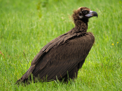 Een onverwachte predator in mijn weidevogelgebied. Zij was minder onder de indruk van mij dan ik van haar. Ze is een jaar geleden geringd in de Baronies in Frankrijk en is met een groepje vale gieren opgetrokken in onze richting.