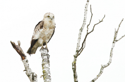 <i class='fa fa-user'></i> thijsglastra |   Slangenarend  <i class='fa fa-eye'> 493</i>  <i class='fa fa-thumbs-up'> 29</i>   <i class='fa fa-comment-o'> 18</i>