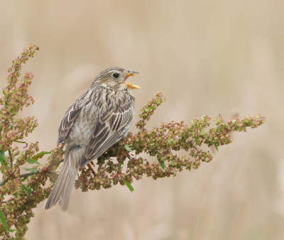 <i class='fa fa-user'></i> Henk Wiebe van der Meulen |   Grauwe Gors  <i class='fa fa-eye'> 277</i>  <i class='fa fa-thumbs-up'> 16</i>   <i class='fa fa-comment-o'> 9</i>