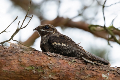 <i class='fa fa-user'></i> Peter Soer |   Nachtzwaluw  <i class='fa fa-eye'> 329</i>  <i class='fa fa-thumbs-up'> 9</i>   <i class='fa fa-comment-o'> 10</i>