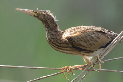 <i class='fa fa-user'></i> Marcel van der Tol |   Woudaap  <i class='fa fa-eye'> 404</i>  <i class='fa fa-thumbs-up'> 21</i>   <i class='fa fa-comment-o'> 11</i>