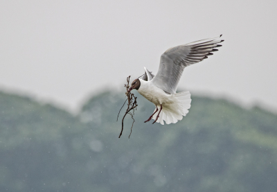 Ondanks de regen (zie de witte vlekjes) was het genieten van de af en aan vliegende Kokmeeuwen met nestmateriaal. Het fraaie kijkscherm is heel goed geplaatst. zodat je, onzichtbaar voor de vogels, aan de ene kant de kolonie, en aan de andere kant het 'plukken' van nestmateriaal van redelijke afstand kunt gadeslaan.