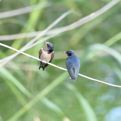 <i class='fa fa-user'></i> ton renniers |   Boerenzwaluw  <i class='fa fa-eye'> 91</i>   <i class='fa fa-comment-o'> 17</i>