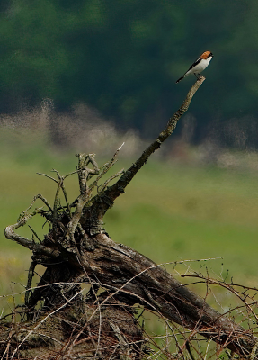 Na een aantal meldingen over een zeldzame roodkopklauwier ben ik naar het natuurgebied De Maashorst gegaan met de hoop deze soort te zien en mooi te kunnen fotograferen. Hij ging op een mooie boomstronk zitten. Het was erg warm, dat is goed te zien door de warmtetrillingen op de achtergrond