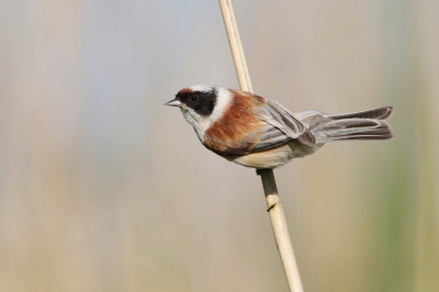 <i class='fa fa-user'></i> horneman69 |   Buidelmees  <i class='fa fa-eye'> 306</i>  <i class='fa fa-thumbs-up'> 10</i>   <i class='fa fa-comment-o'> 5</i>