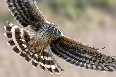 <i class='fa fa-user'></i> kevinhollmann |   Blauwe Kiekendief  <i class='fa fa-eye'> 344</i>  <i class='fa fa-thumbs-up'> 8</i>   <i class='fa fa-comment-o'> 11</i>