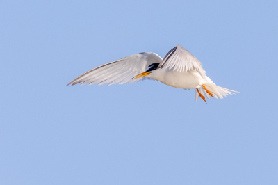 <i class='fa fa-user'></i> Katoo |   Dwergstern  <i class='fa fa-eye'> 265</i>  <i class='fa fa-thumbs-up'> 18</i>   <i class='fa fa-comment-o'> 11</i>