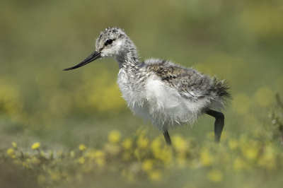 <i class='fa fa-user'></i> Rene Sluimer |   Kluut  <i class='fa fa-eye'> 219</i>  <i class='fa fa-thumbs-up'> 19</i>   <i class='fa fa-comment-o'> 10</i>