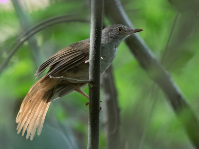 <i class='fa fa-user'></i> Paul van Giersbergen |   Grijze Loofbuulbuul  <i class='fa fa-eye'> 123</i>  <i class='fa fa-thumbs-up'> 1</i>   <i class='fa fa-comment-o'> 3</i>