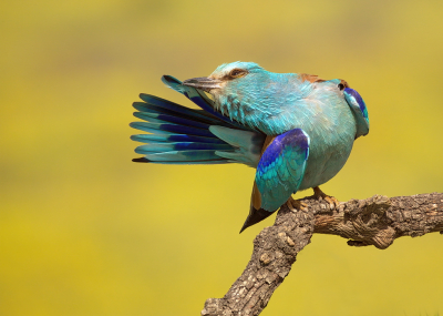 <i class='fa fa-user'></i> Boudewijn Schreiner |   Scharrelaar  <i class='fa fa-eye'> 279</i>  <i class='fa fa-thumbs-up'> 18</i>   <i class='fa fa-comment-o'> 9</i>