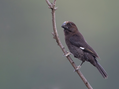 <i class='fa fa-user'></i> Paul van Giersbergen |   Dikbekwever  <i class='fa fa-eye'> 147</i>  <i class='fa fa-thumbs-up'> 1</i>   <i class='fa fa-comment-o'> 2</i>