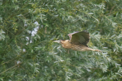 <i class='fa fa-user'></i> Gerard Visser |   Roerdomp  <i class='fa fa-eye'> 281</i>  <i class='fa fa-thumbs-up'> 15</i>   <i class='fa fa-comment-o'> 21</i>