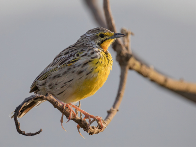 <i class='fa fa-user'></i> Paul van Giersbergen |   Panganilangklauw  <i class='fa fa-eye'> 141</i>   <i class='fa fa-comment-o'> 3</i>