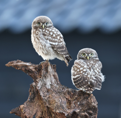 <i class='fa fa-user'></i> Henk Wiebe van der Meulen |   Steenuil  <i class='fa fa-eye'> 338</i>  <i class='fa fa-thumbs-up'> 16</i>   <i class='fa fa-comment-o'> 10</i>