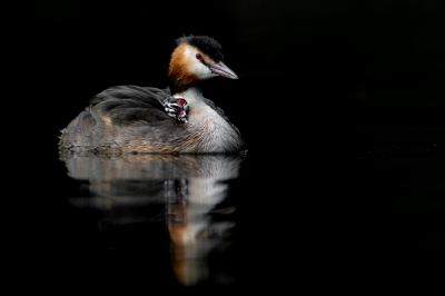 <i class='fa fa-user'></i> Hans Overduin |   Fuut  <i class='fa fa-eye'> 256</i>  <i class='fa fa-thumbs-up'> 19</i>   <i class='fa fa-comment-o'> 13</i>