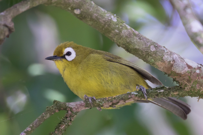 <i class='fa fa-user'></i> Paul van Giersbergen |   Hooglandbrilvogel  <i class='fa fa-eye'> 160</i>  <i class='fa fa-thumbs-up'> 2</i>   <i class='fa fa-comment-o'> 2</i>