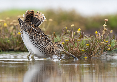 <i class='fa fa-user'></i> Krijn Dijkema |   Watersnip  <i class='fa fa-eye'> 343</i>  <i class='fa fa-thumbs-up'> 21</i>   <i class='fa fa-comment-o'> 11</i>