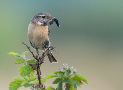 <i class='fa fa-user'></i> Hillebrand Keun |   Roodborsttapuit  <i class='fa fa-eye'> 226</i>  <i class='fa fa-thumbs-up'> 16</i>   <i class='fa fa-comment-o'> 6</i>