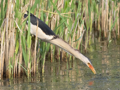 <i class='fa fa-user'></i> Marcel van der Tol |   Woudaap  <i class='fa fa-eye'> 451</i>  <i class='fa fa-thumbs-up'> 22</i>   <i class='fa fa-comment-o'> 11</i>