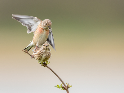 <i class='fa fa-user'></i> Conny Schotanus |   Kneu  <i class='fa fa-eye'> 312</i>  <i class='fa fa-thumbs-up'> 9</i>   <i class='fa fa-comment-o'> 9</i>