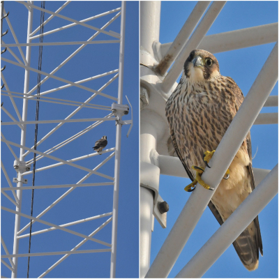 Struinend over de Zandmotor bij Kijkduin zag ik deze jonge slechtvalk overvliegen. Even later streek hij neer op de ARGUS meetmast, halverwege de top. Voor een beter beeld van de ervaring koos ik voor een collage: veraf en dichtbij. Ik ben er blij mee. De fraaie roofvogel had mij heel goed in de smiezen, maar bleef toch rustig zitten.