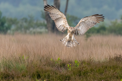 <i class='fa fa-user'></i> kevinhollmann |   Slangenarend  <i class='fa fa-eye'> 592</i>  <i class='fa fa-thumbs-up'> 30</i>   <i class='fa fa-comment-o'> 10</i>