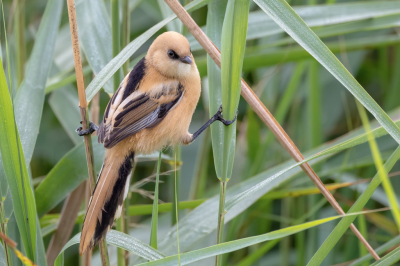 <i class='fa fa-user'></i> Peter Boltjes |   Baardman  <i class='fa fa-eye'> 120</i>  <i class='fa fa-thumbs-up'> 2</i>   <i class='fa fa-comment-o'> 22</i>