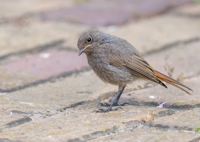 Ik zag een vreemd vogeltje vanuit de keuken, vlug de camera gepakt maar te laat. Vanuit de keuken zag ik hem op het oprijpad hippen, vlug naar de kamer om een foto te maken. Maar door het glas was dat geen succes. Heel voorzichtig een tuindeur op een kier en naar buiten geslopen. Dat lukte, hij bleef nog even zitten en ging er toen vandoor. Het blijkt een Zwarte Roodstaart te zijn, voor ons een nieuwe soort in de tuin. Maar waar komt dat nou ineens vandaan, geen idee. En is het een jong? Als iemand een idee heeft dan hoor ik dat heel graag, bedankt alvast.